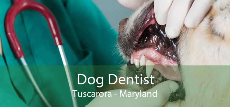 Dog Dentist Tuscarora - Maryland
