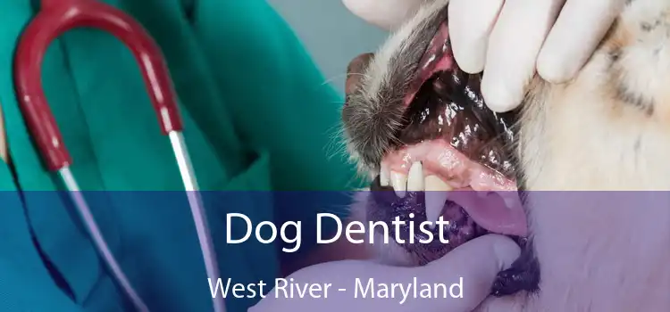 Dog Dentist West River - Maryland