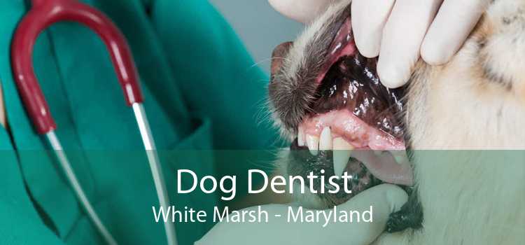 Dog Dentist White Marsh - Maryland