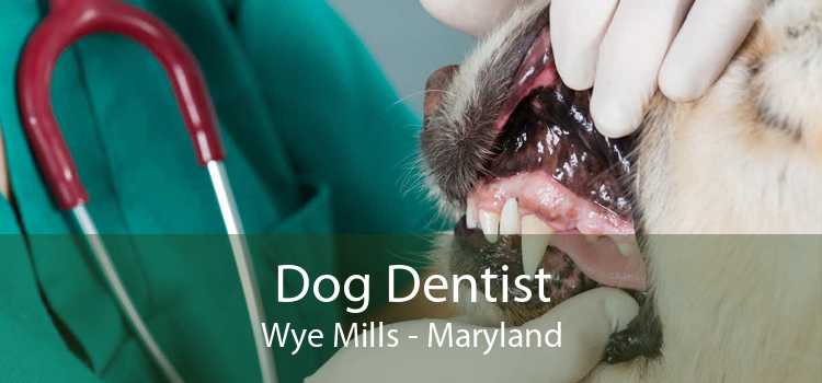 Dog Dentist Wye Mills - Maryland