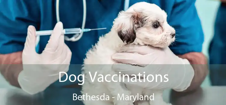 Dog Vaccinations Bethesda - Maryland