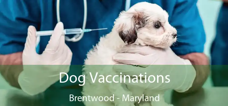 Dog Vaccinations Brentwood - Maryland