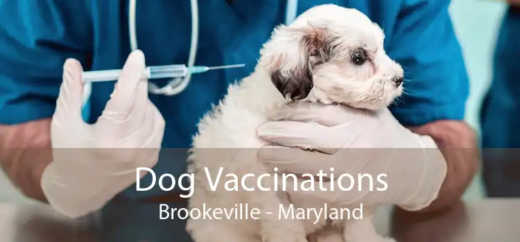 Dog Vaccinations Brookeville - Maryland