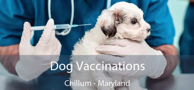 Dog Vaccinations Chillum - Maryland