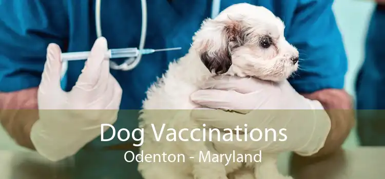 Dog Vaccinations Odenton - Maryland