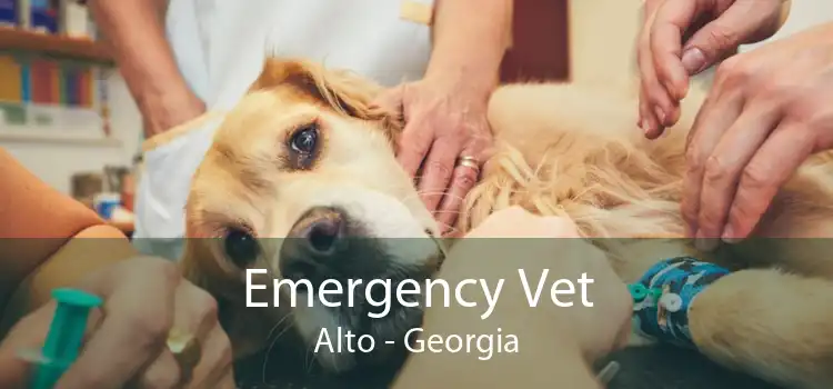 Emergency Vet Alto - Georgia