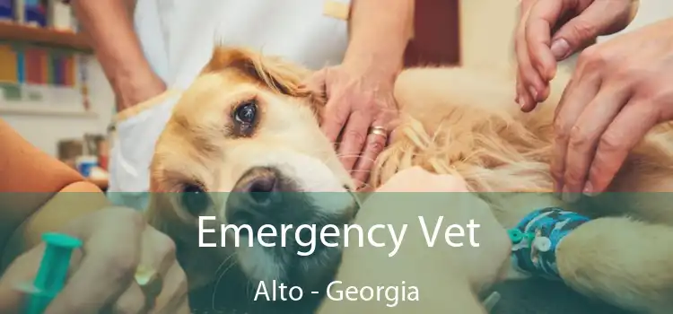 Emergency Vet Alto - Georgia