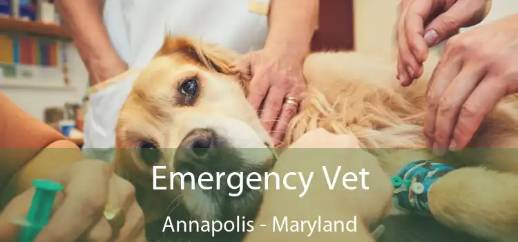 Emergency Vet Annapolis - Maryland