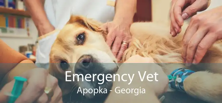 Emergency Vet Apopka - Georgia