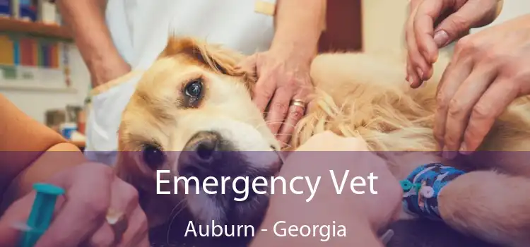 Emergency Vet Auburn - Georgia