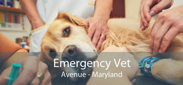Emergency Vet Avenue - Maryland