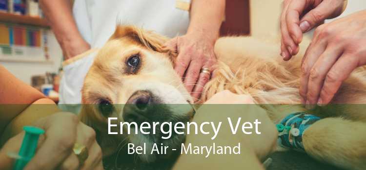 Emergency Vet Bel Air - Maryland