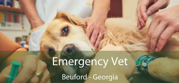 Emergency Vet Beuford - Georgia