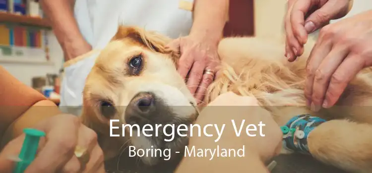 Emergency Vet Boring - Maryland