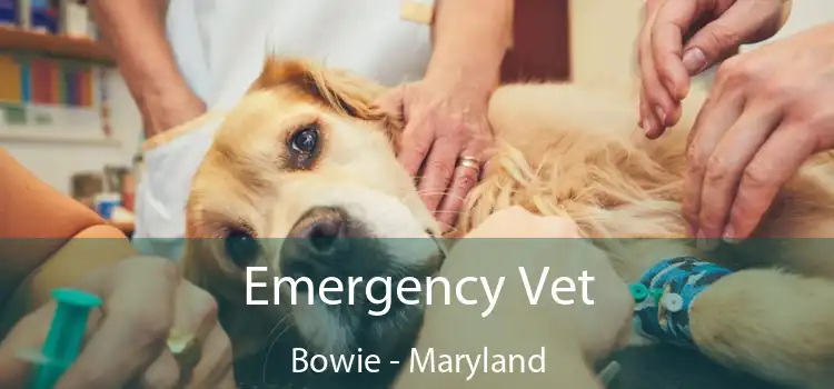 Emergency Vet Bowie - Maryland