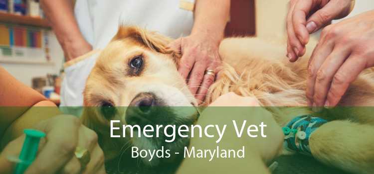 Emergency Vet Boyds - Maryland