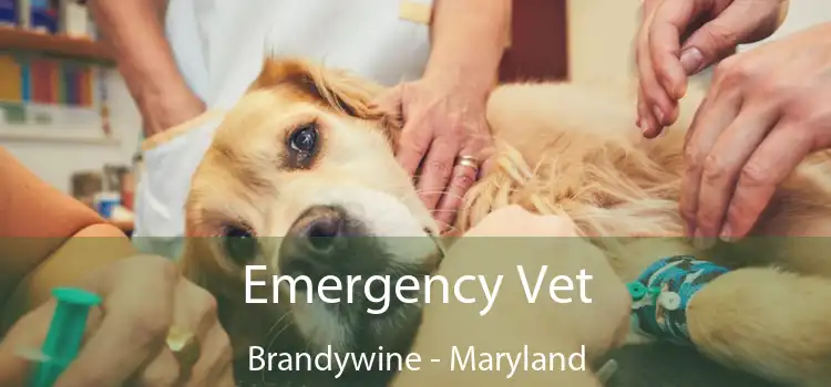 Emergency Vet Brandywine - Maryland