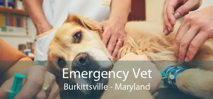 Emergency Vet Burkittsville - Maryland