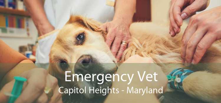 Emergency Vet Capitol Heights - Maryland