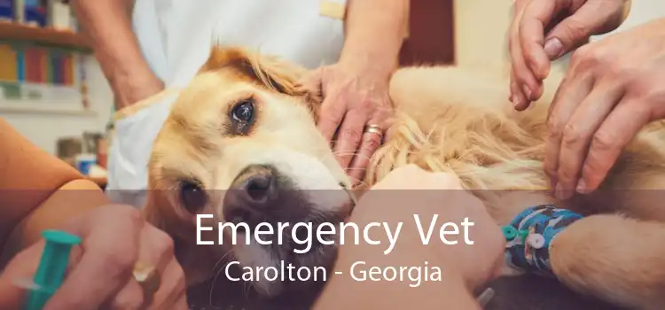 Emergency Vet Carolton - Georgia
