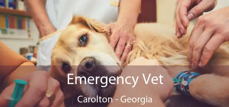 Emergency Vet Carolton - Georgia