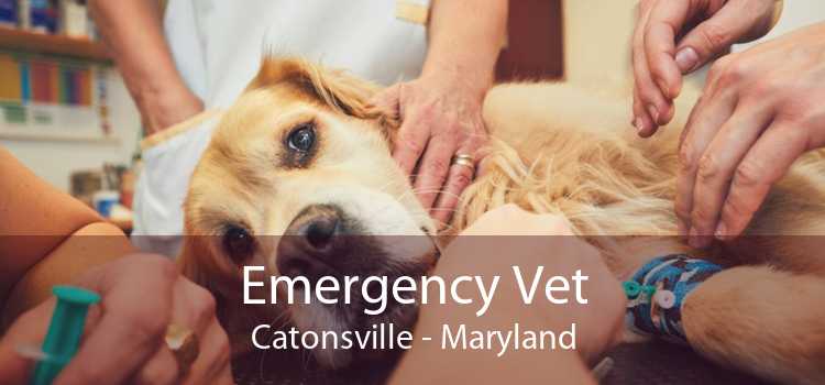 Emergency Vet Catonsville - Maryland
