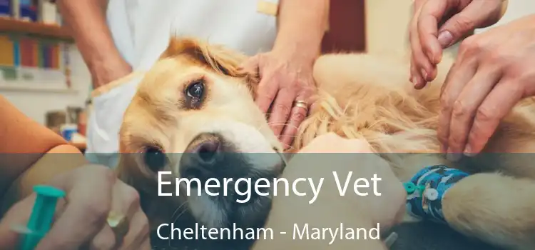 Emergency Vet Cheltenham - Maryland