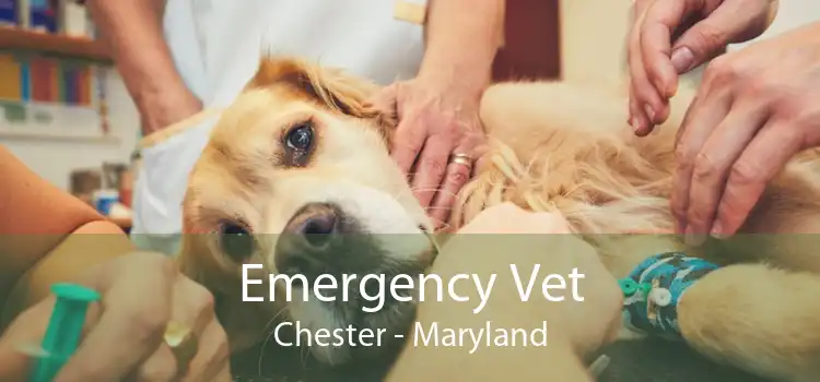 Emergency Vet Chester - Maryland