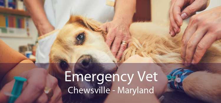 Emergency Vet Chewsville - Maryland