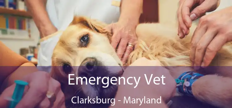 Emergency Vet Clarksburg - Maryland