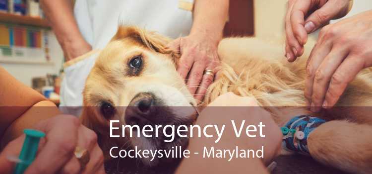 Emergency Vet Cockeysville - Maryland