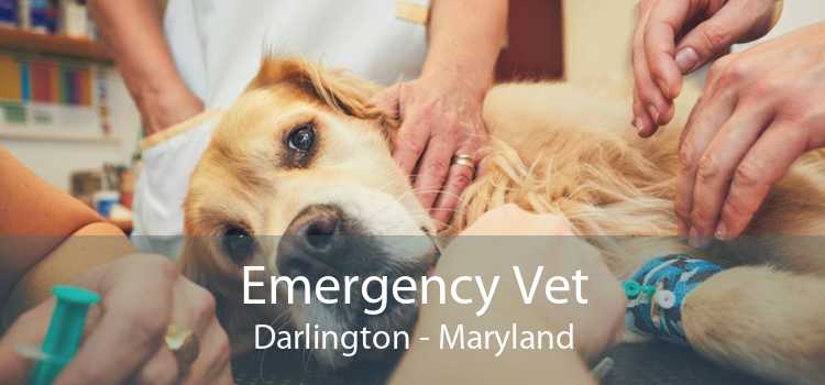 Emergency Vet Darlington - Maryland