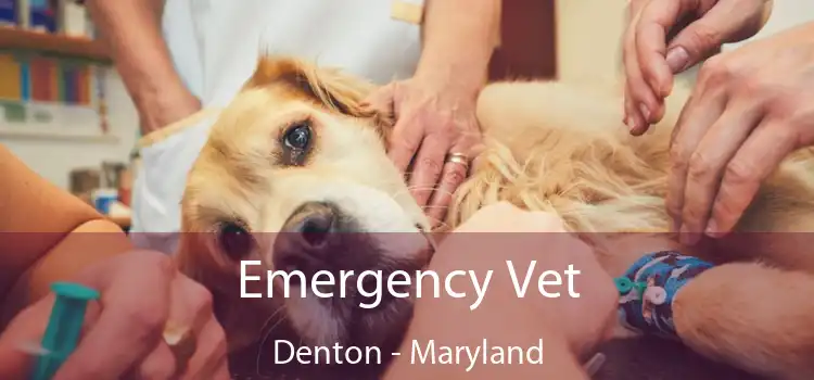 Emergency Vet Denton - Maryland