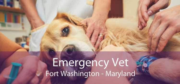Emergency Vet Fort Washington - Maryland