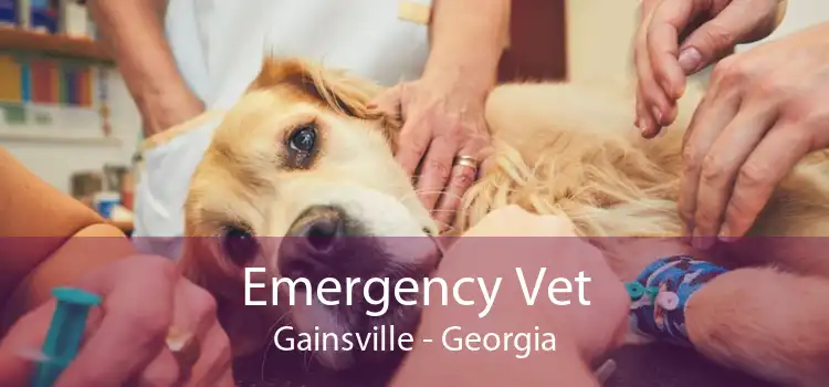 Emergency Vet Gainsville - Georgia