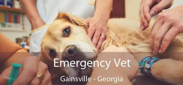 Emergency Vet Gainsville - Georgia
