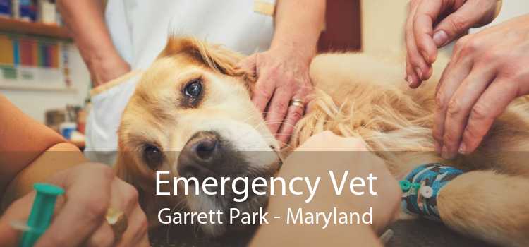 Emergency Vet Garrett Park - Maryland