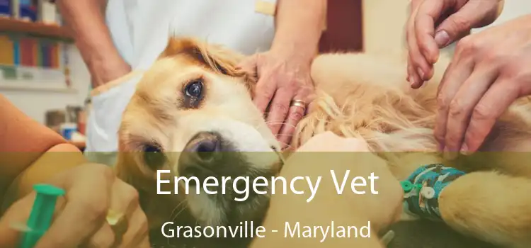 Emergency Vet Grasonville - Maryland