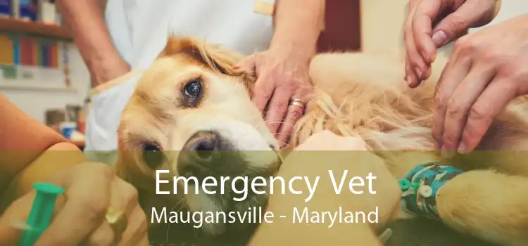 Emergency Vet Maugansville - Maryland