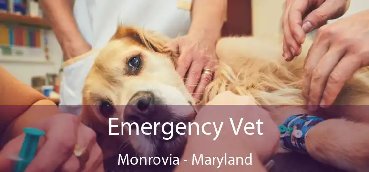 Emergency Vet Monrovia - Maryland