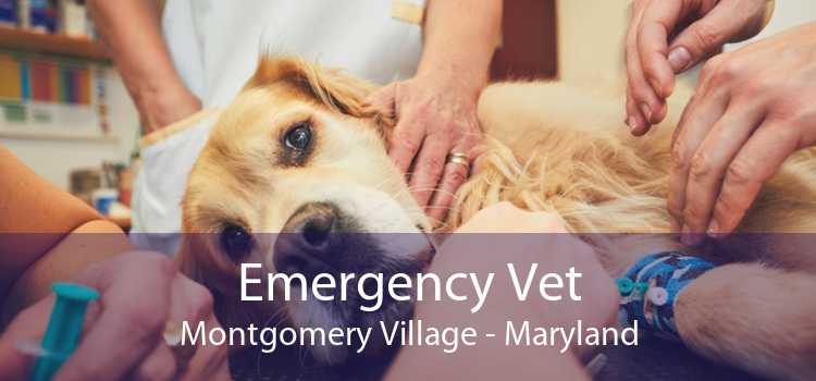 Emergency Vet Montgomery Village - Maryland