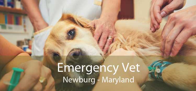 Emergency Vet Newburg - Maryland