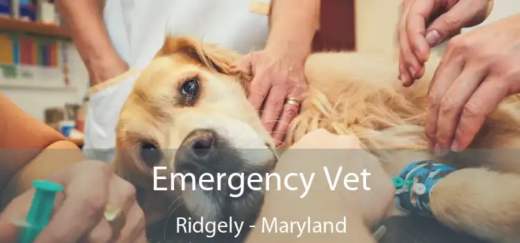 Emergency Vet Ridgely - Maryland
