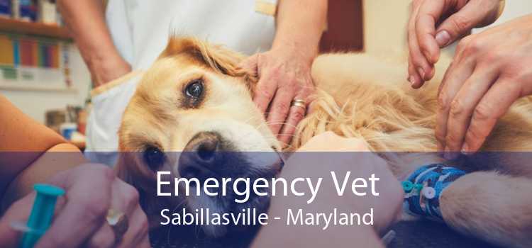 Emergency Vet Sabillasville - Maryland