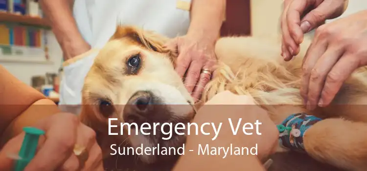 Emergency Vet Sunderland - Maryland