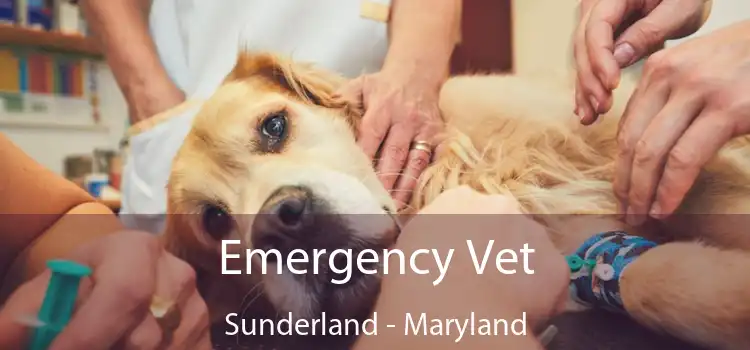 Emergency Vet Sunderland - Maryland