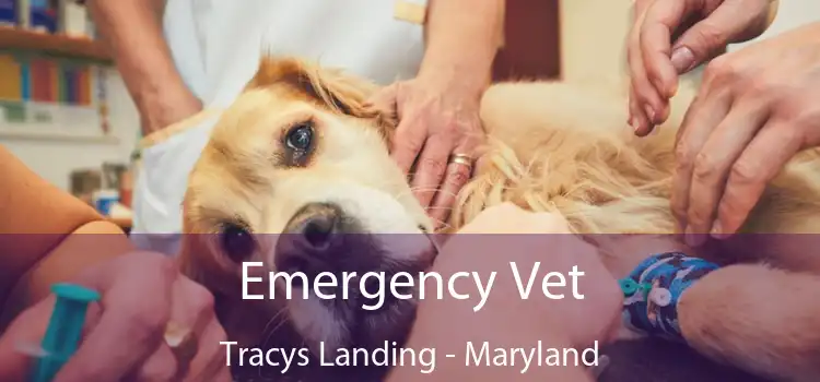 Emergency Vet Tracys Landing - Maryland