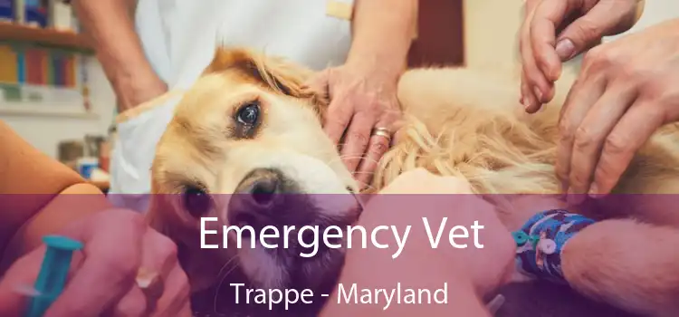 Emergency Vet Trappe - Maryland