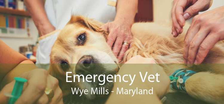 Emergency Vet Wye Mills - Maryland