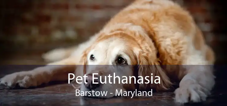 Pet Euthanasia Barstow - Maryland